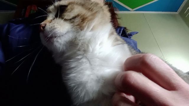 Мурлычет как трактор