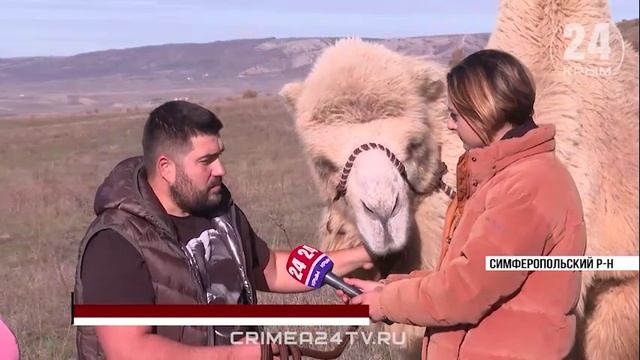 Цирковой верблюд поселился у жителей Симферопольского района