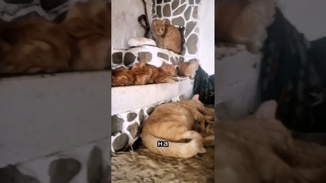 Про котиков