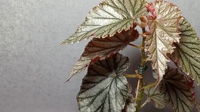 Кейн Begonia 'Aya' . 03.11.24.