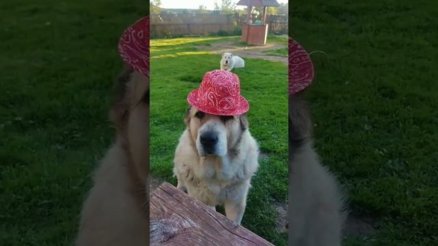 Модный Приговор