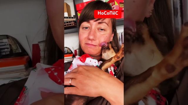 НоСоПёс Неугомонный #собакаулыбака #собаки #животные #собака #юмор #чихуахуа #топ #прикол #love