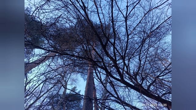 Прогулка 10.11.24: таки белка