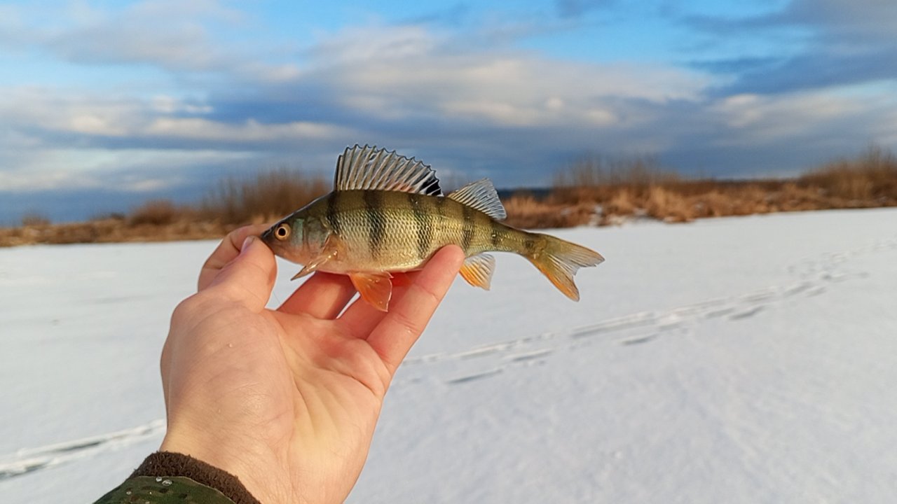 Очередной первый лёд! Рыбалка в  Сибири 🎣 #рыбалка #сибирскаярыбалка #Сибирь #зима