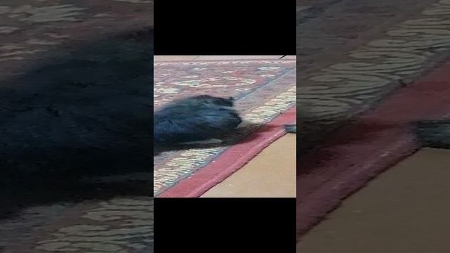 VID_20241104_140854.mp4