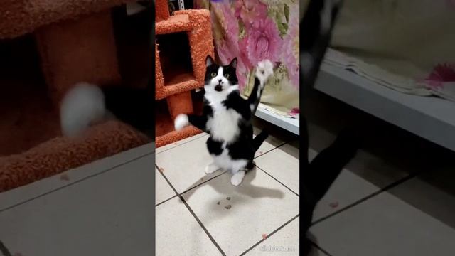 Твист в поиске дома