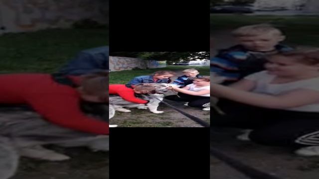 МаламутБалто. Каменск-Уральский.mp4