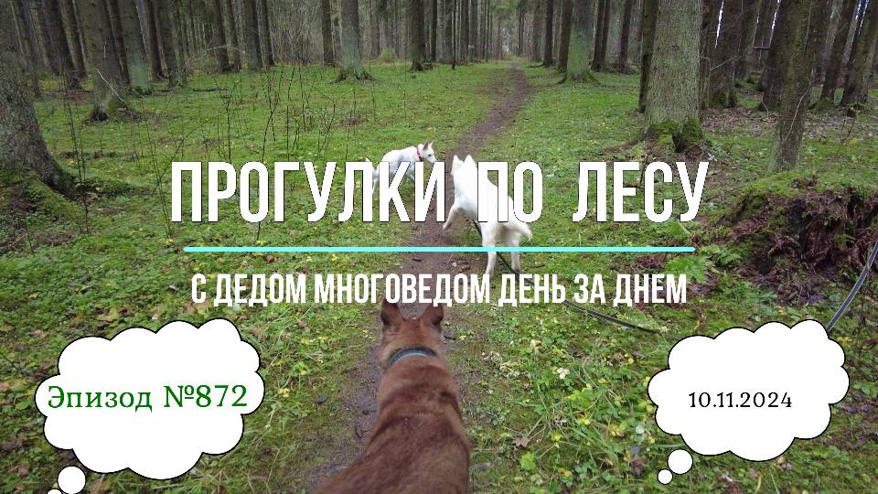 Прогулки по лесу. День за днем с дедом Многоведом. 10 ноября 2024г. Эпизод 872.