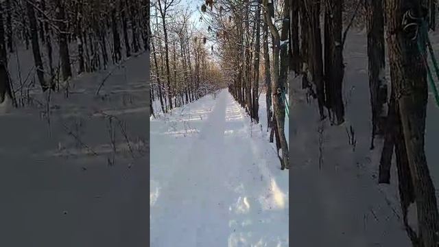 Начало лыжного сезона, лыжная трасса, лесопосадка