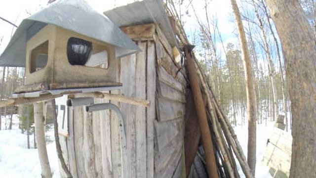 Птицы