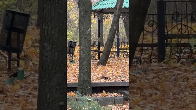 Белочки сегодня на Донбасс-Арене в Донецке 🐿️