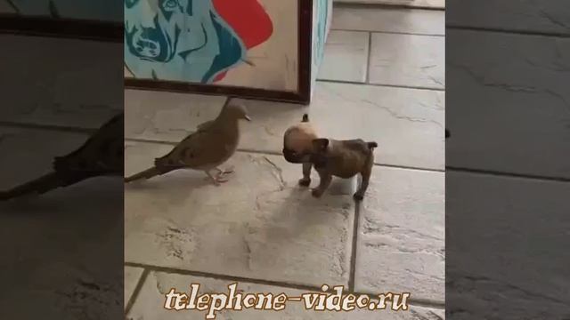 Вези меня извозчик