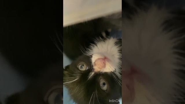 На карантине #котики