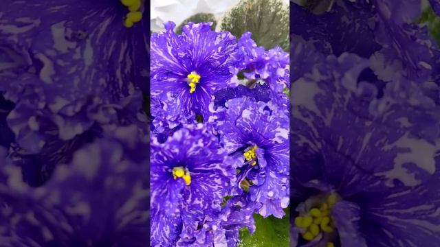 Фиалка ВаТ-Ливень