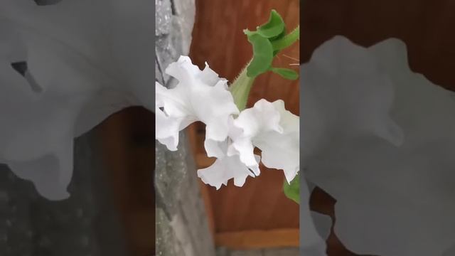 Яблочный спас или мой осим хаим