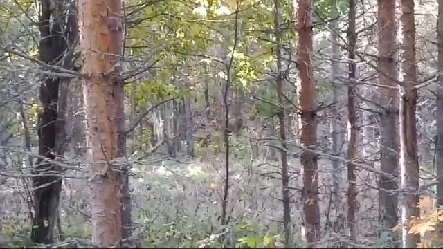 VID-20241013-WA0003.mp4