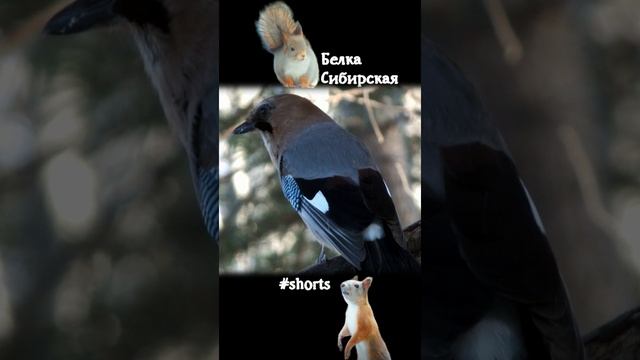 Сойка в профиль