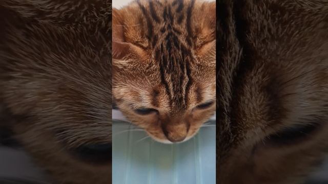 Бенгальская кошка Клеопатра. Охрана аквариума.#любимыйкот #питомец