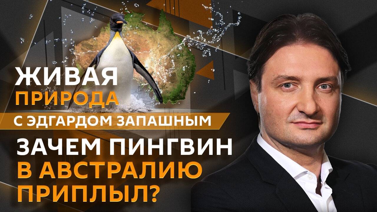 Эдгард Запашный. Помощь питомцу при отравлении, сбежавшие обезьяны и путешествия пингвинов