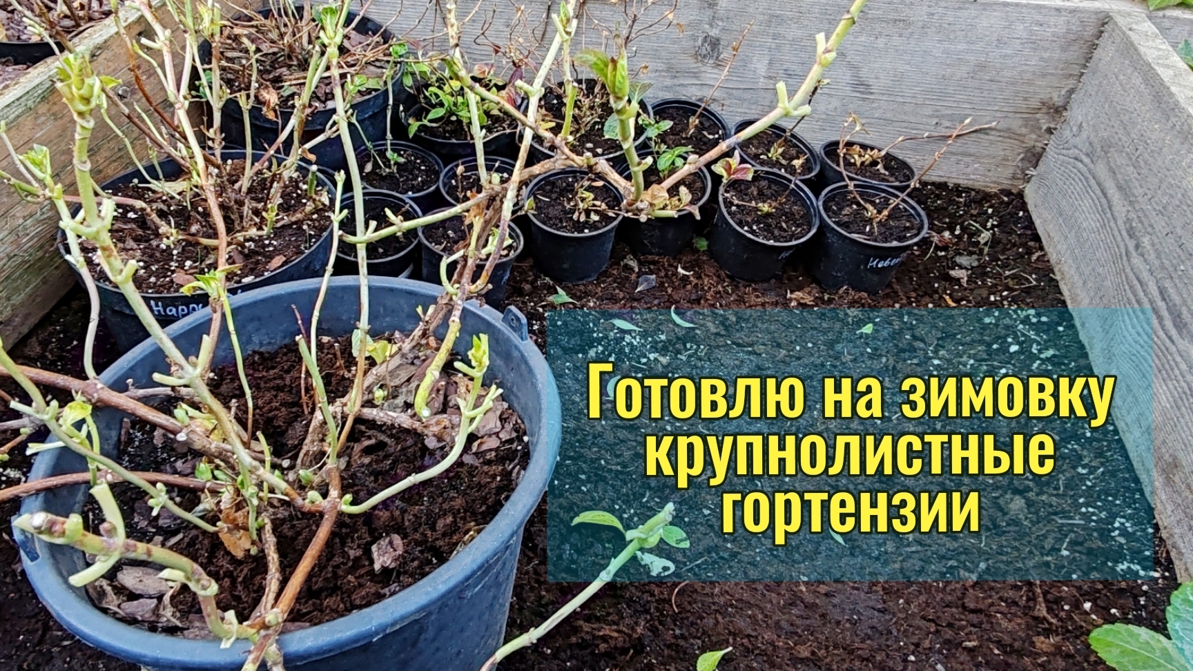Готовим крупнолистную гортензию к зимовке