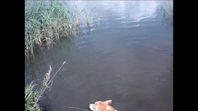 Лис приступил к тренировкам на поиск палок на водных  просторах :)