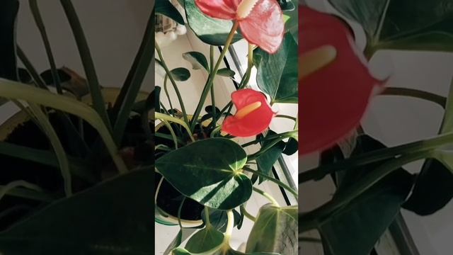 Антуриум Red