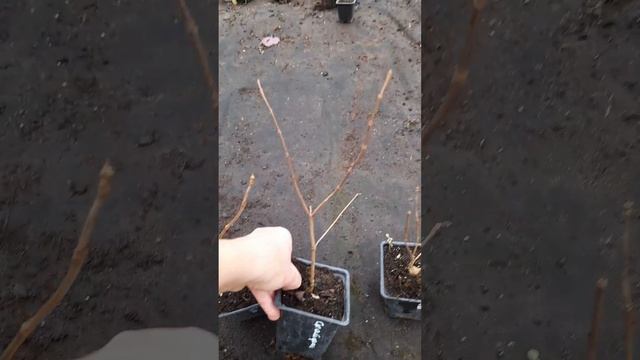 Наборы гортензий метельчатых по акции! 89192346048-Ватсап для заказа.
