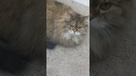 обзор на кошку