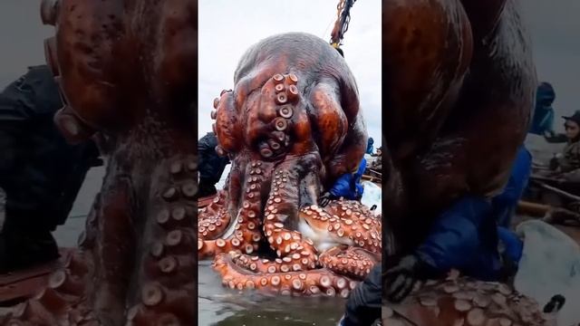 Возле берегов Японии рыбаки выловили огромного  представителя головоногих