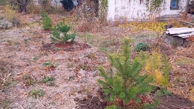 САДОВО-ОГОРОДНЫЕ 🌲 работы в НОЯБРЕ 🍂. Деревенская 🛖 жизнь 😀