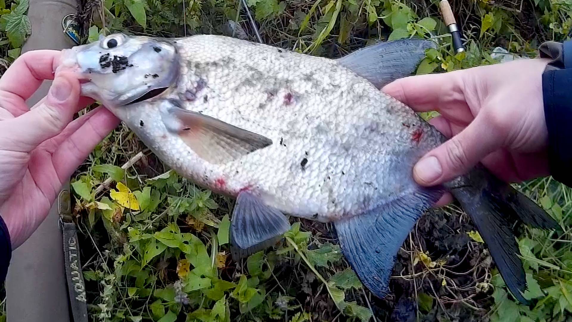 Насадка с ванилью на мирную рыбу.