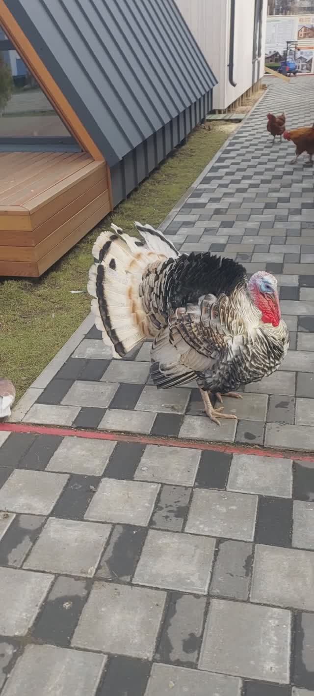 ИНДЮК в Москве🤣 Добрый или злой???