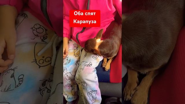 Тихий час #чихуахуа #собакаулыбака #cat #собака #щенок #christmasmusic #котик #топ #прикол