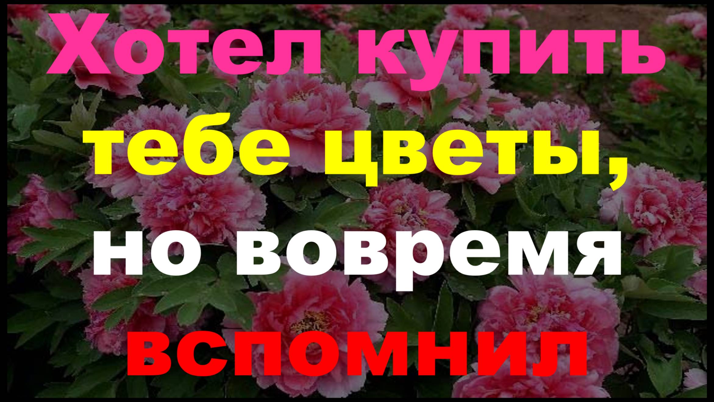 Хотел купить тебе цветы, но вовремя вспомнил что Жизнь такая удивительная