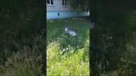 МаламутБалто. Каменск-Уральский.mp4