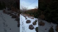 Запахло весной. Дела садовые уже не ждут. #древовидныегортензии