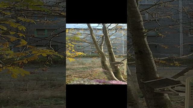 1000061715.mp4