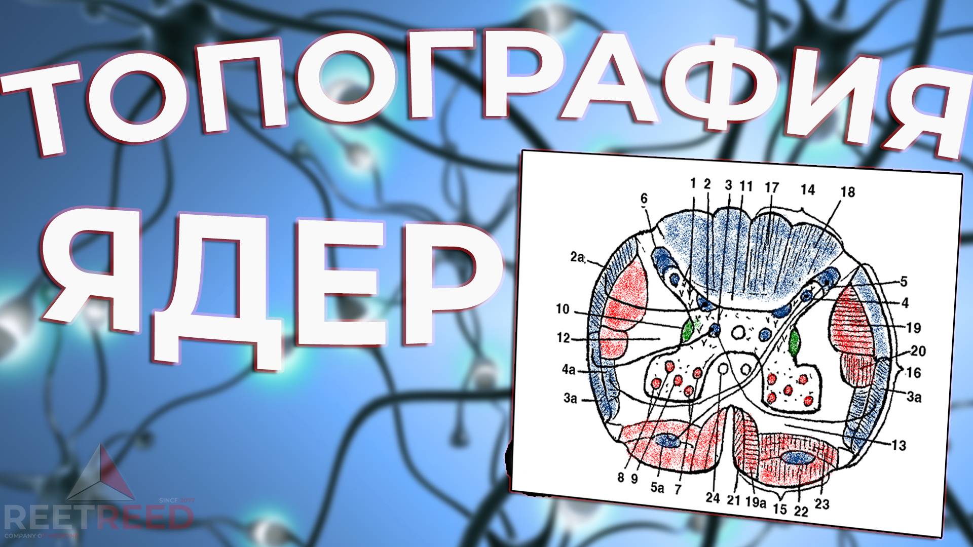 Топография ядер спинного мозга. Строение спинного мозга ( 2 часть )