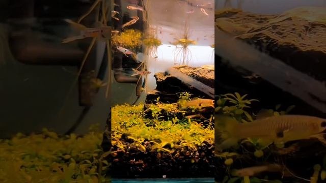 Гуппи голубой неон со своим потомством
