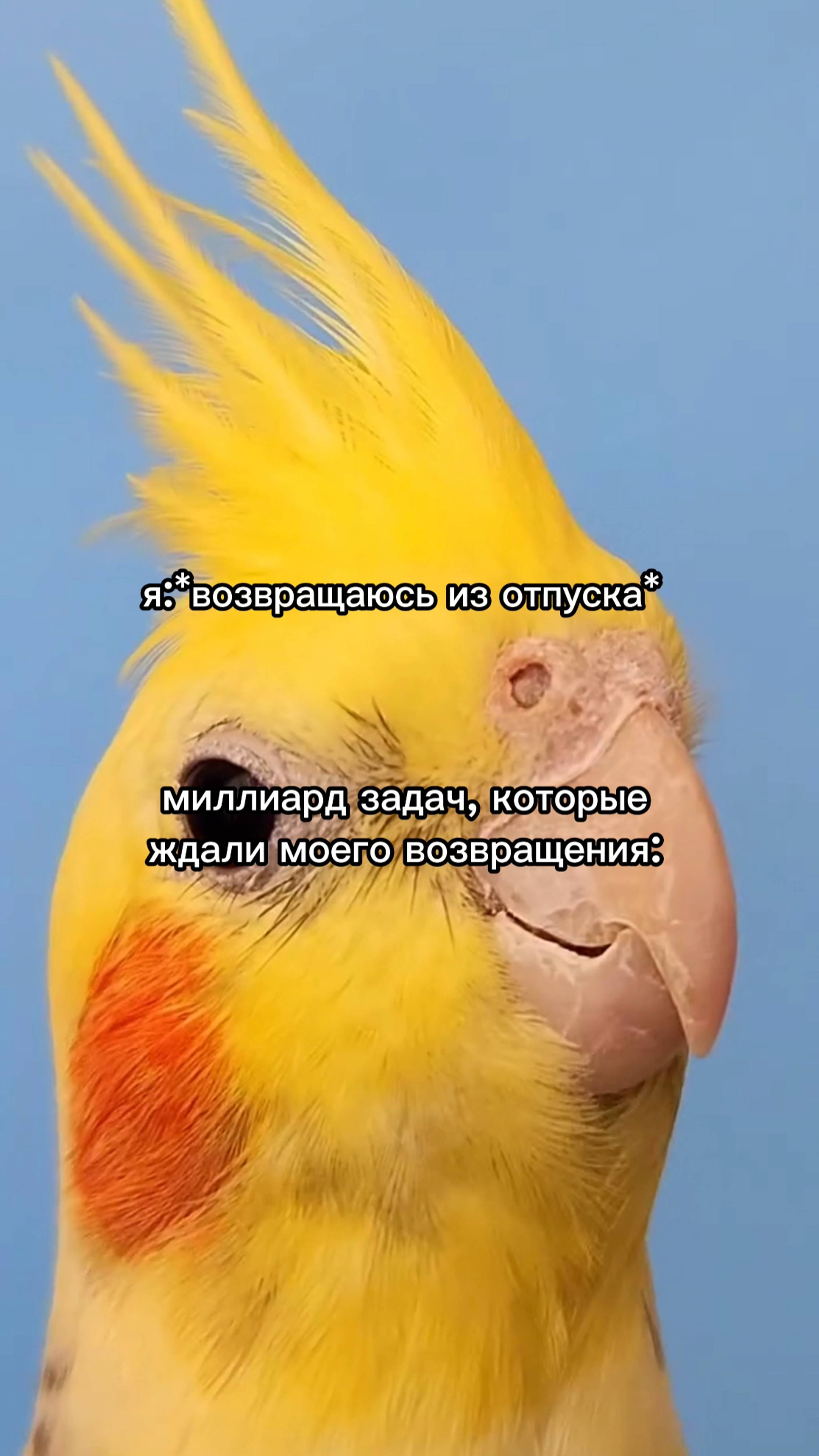 Заждались 🦜🦜🦜