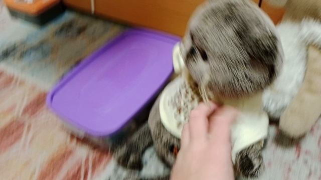 школа басиков пришли новинькие