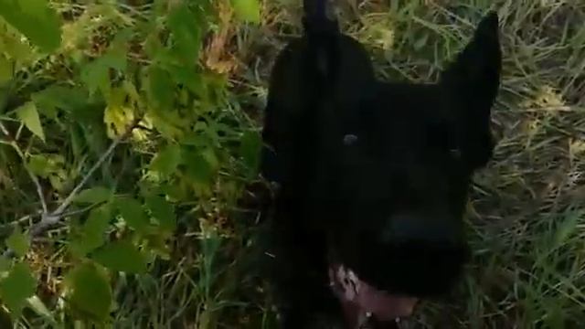 Rantonina Sherlock Barking. Рантонина Шерлок , облайка