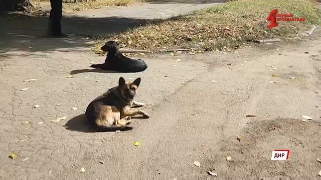 Видеосюжет телеканала «Первый Ярославский» из зоны боевых действий в ДНР