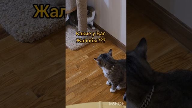Веселые котики#котики#смешныекоты#юмор
