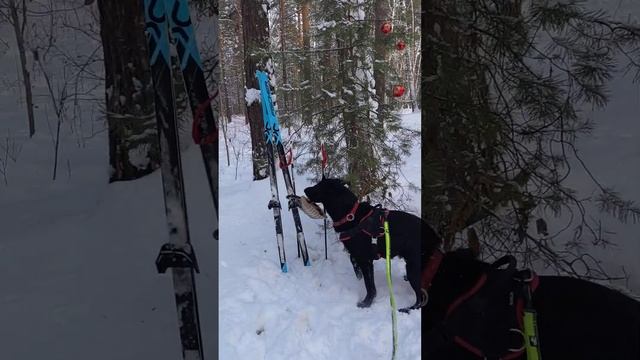 Зайцы наступают.