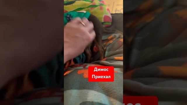 Наши ПотеГуши #чихуахуа #собака #собакаулыбака #прикол #приколысживотными #cat #смешныеживотные #топ