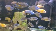 vid-20241109-204906_FF2UxxK3