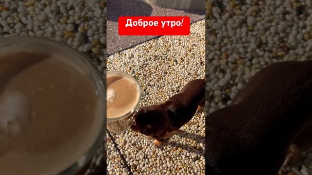 Как можно начать без КОФЭ? #christmas #cover #song #чихуахуа #alphabet #собака #топ