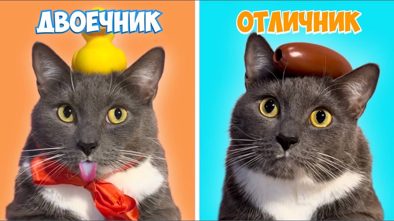 ТИПЫ УЧЕНИКОВ-ЕСЛИ БЫ КОТИКИ ХОДИЛИ В ШКОЛУ