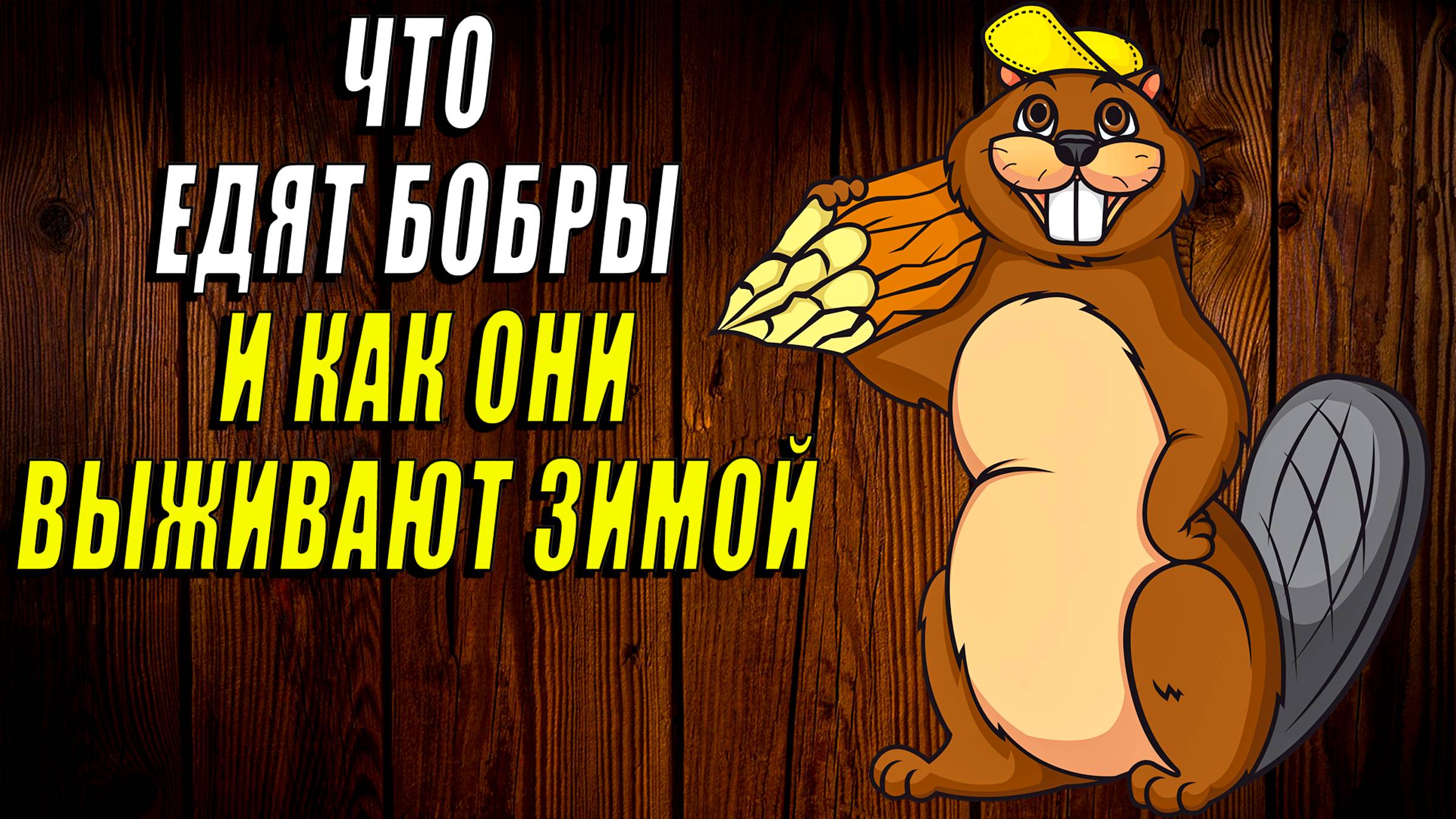 Что едят бобры и как они выживают зимой
